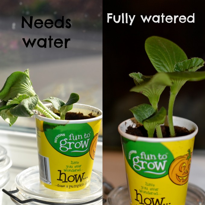  Why Do Plants Need Water 