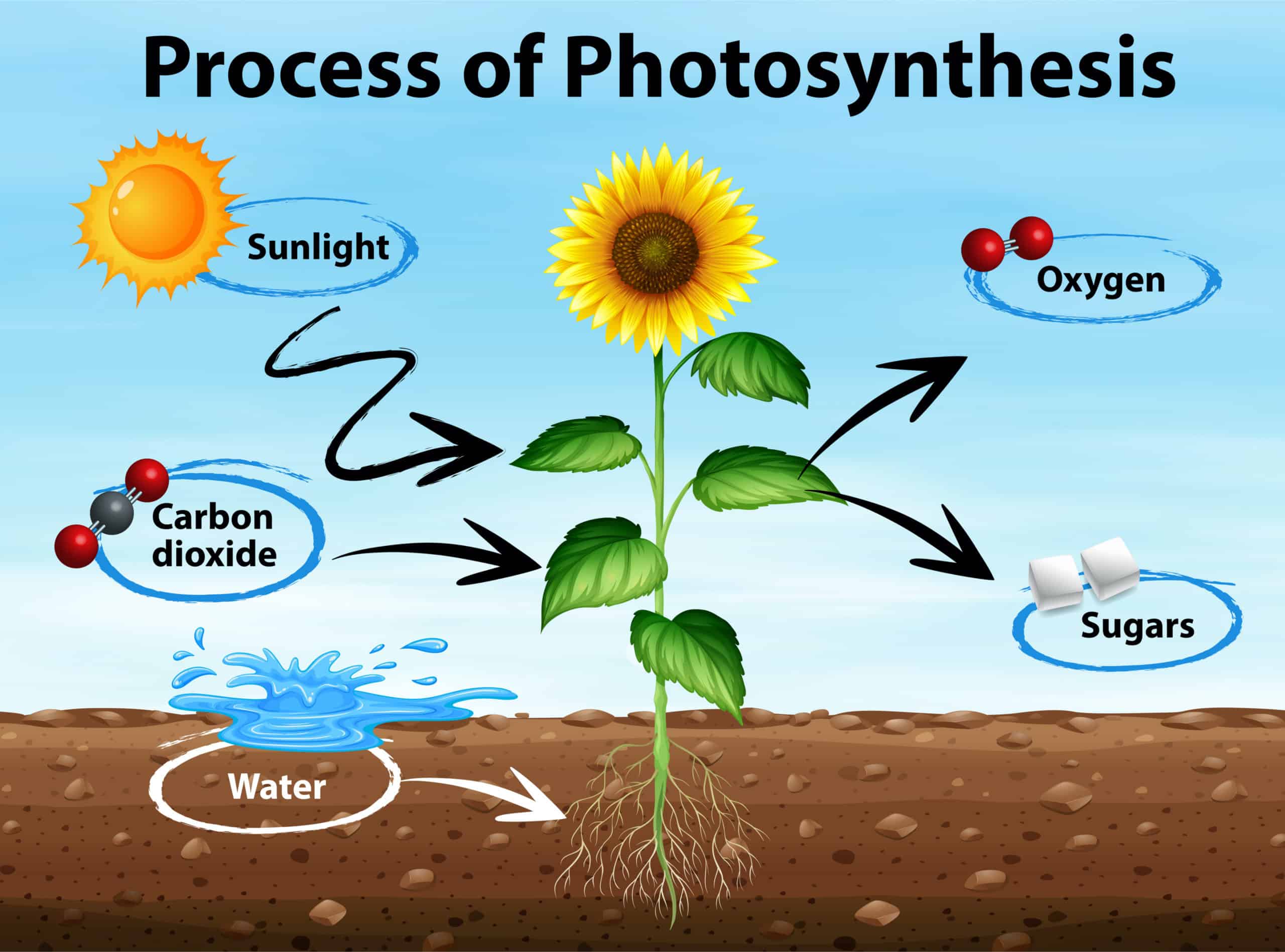 What Is Photosynthesis Science Questions