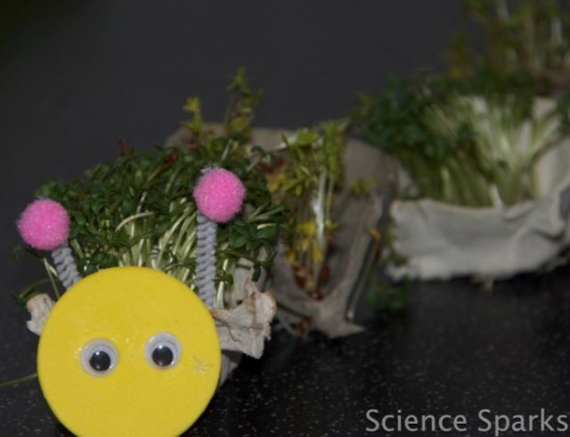 Spring Science - How To Grow A Cress Caterpillar