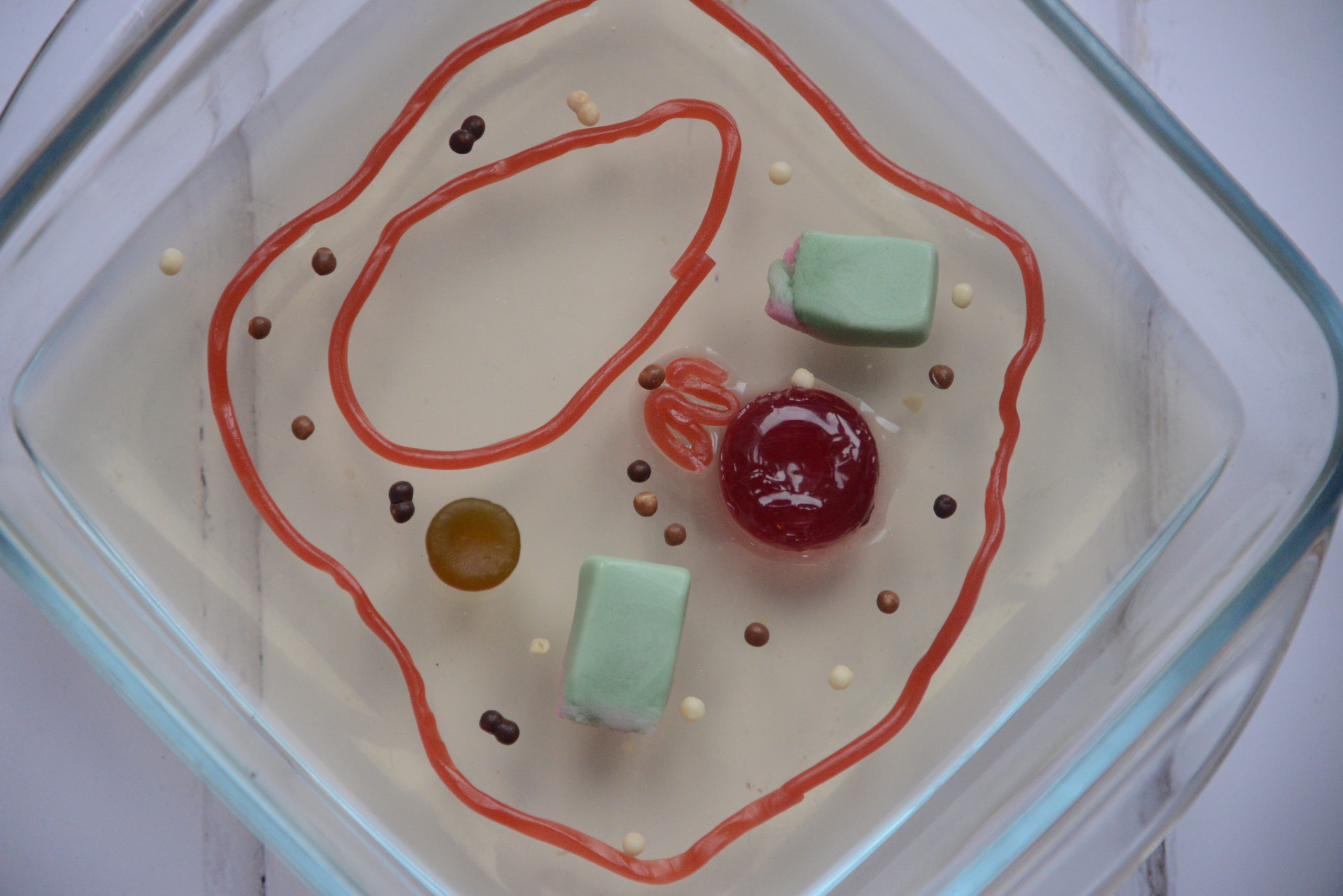 Crazy About Cakes: An Edible Animal Cell Model