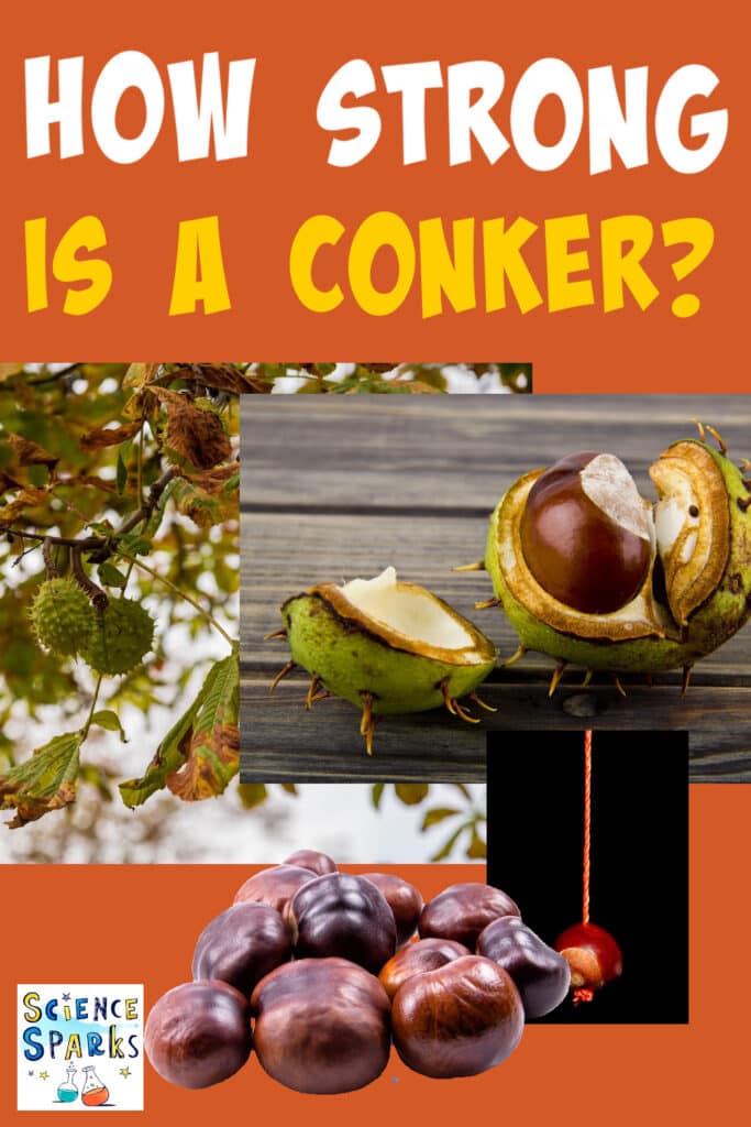 How strong is a conker science experiment