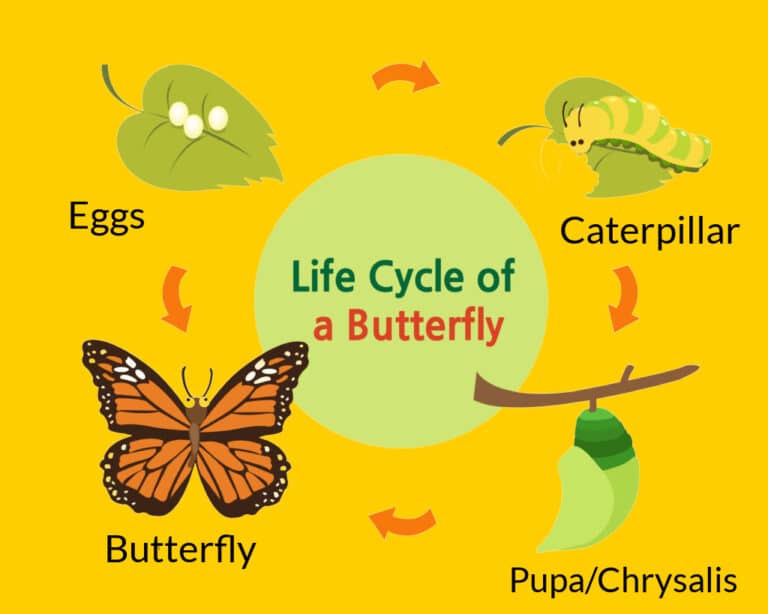 Minibeasts - Minibeast life cycles - Science Sparks