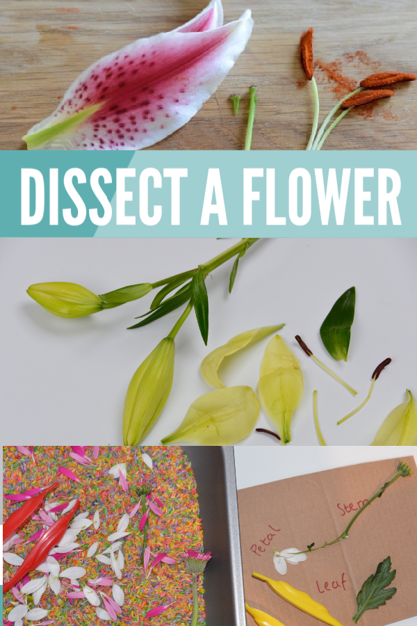 Dissect a flower and more plant experiments for kids #plantscience #scienceforkids #plantscienceforkids