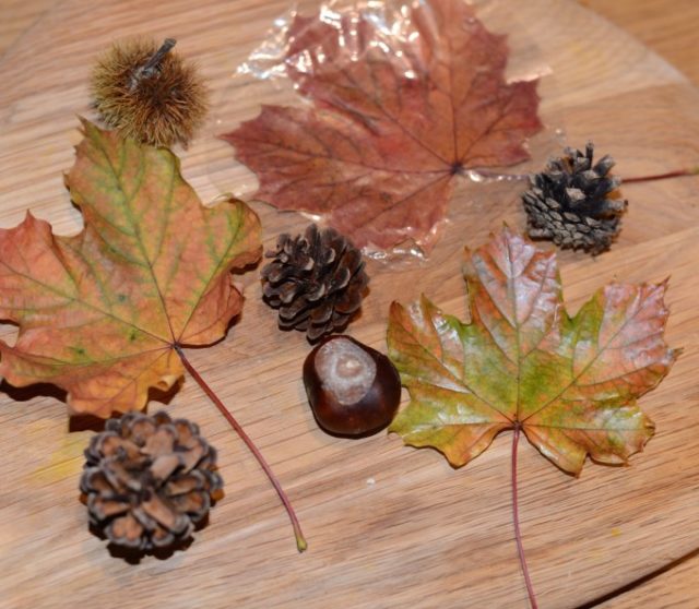 How To Preserve Leaves Easy Fall Science For Kids   DSC 94852 640x558 