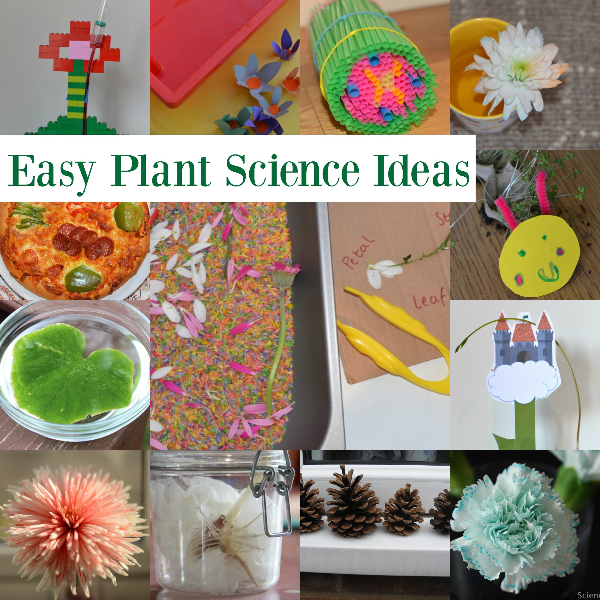 What Do Plants Need To Grow Experiment Ks1 Gardenpicdesign