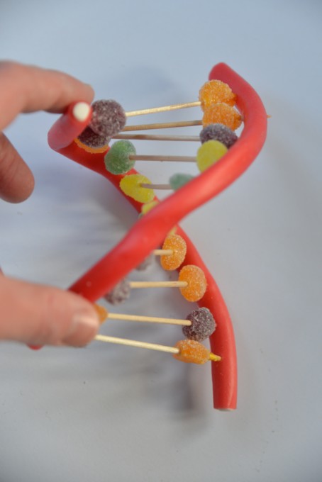 Candy DNA Model - Science Sparks