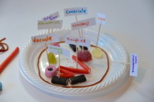 Candy Model Of A Cell Science Experiments For Kids