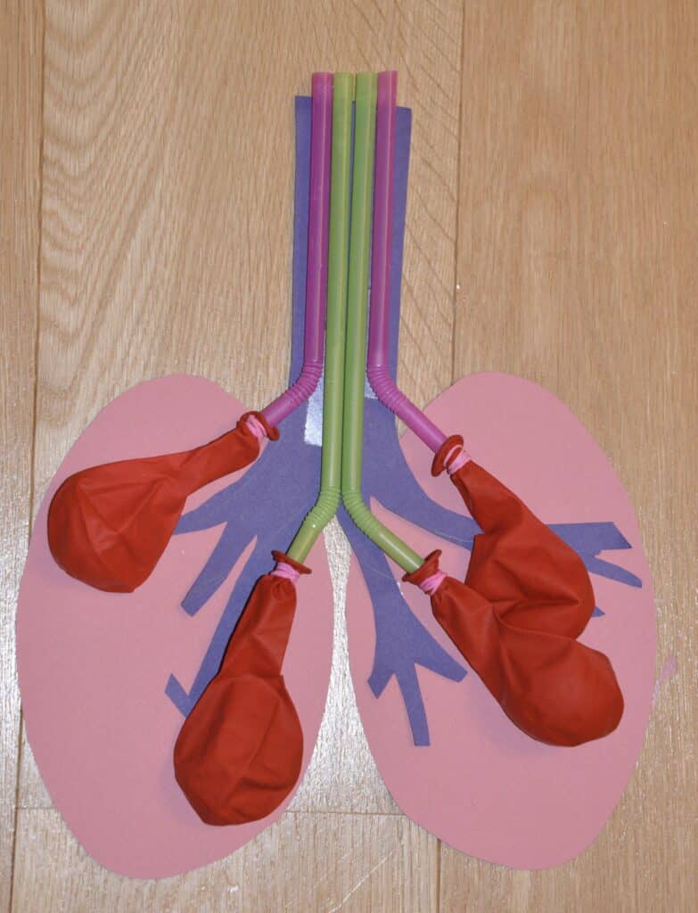 respiratory system model for kids