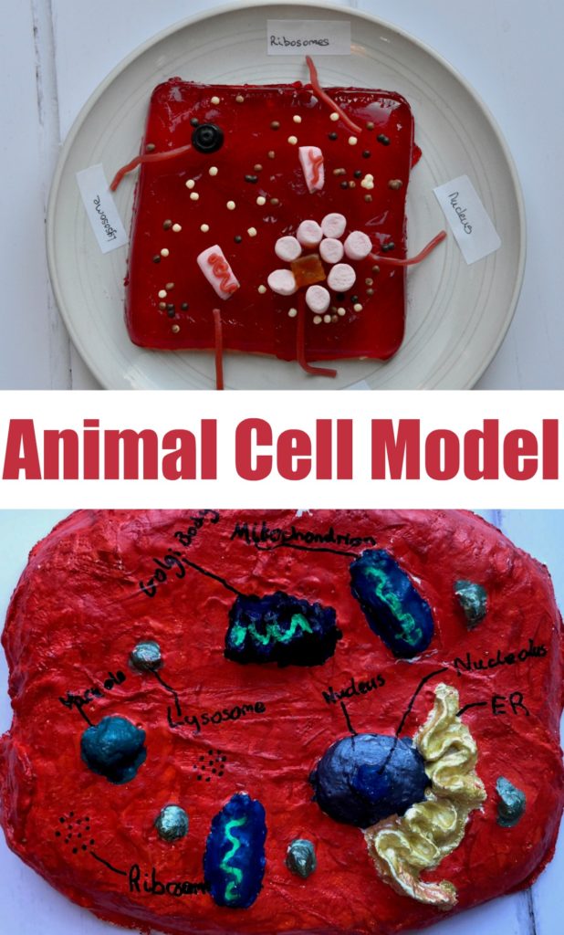 10 Amazing Ways to Make a Cell Model – Lesson Plans