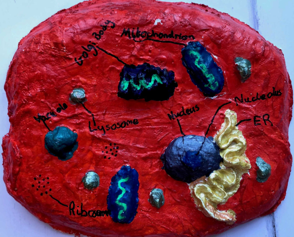 plant cells and animal cells models