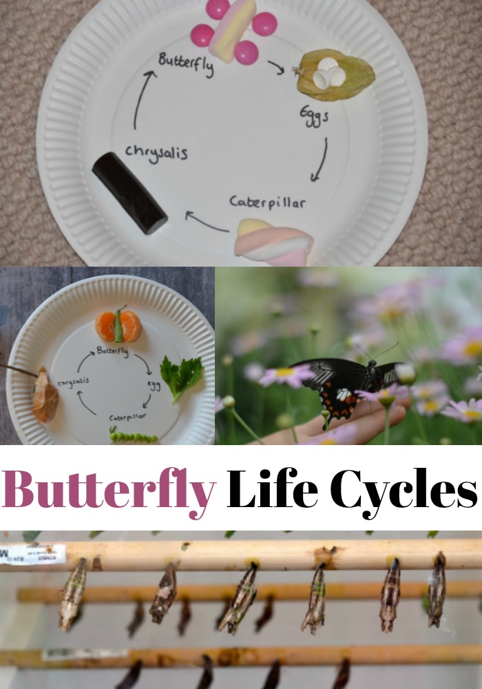 Life Cycles Edible Butterfly Life Cycle Science Sparks