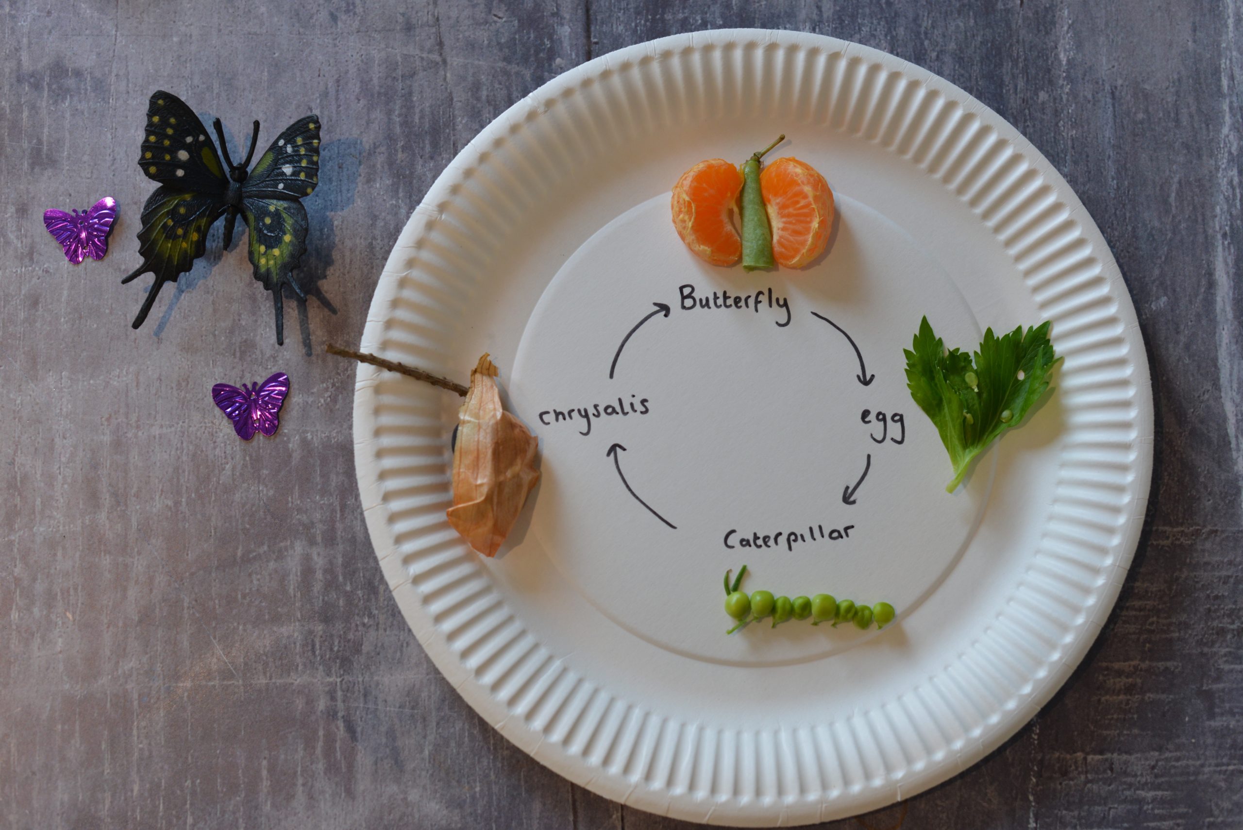 butterfly life cycle pasta craft
