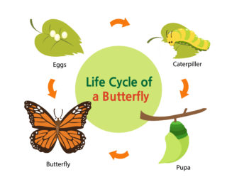 Minibeasts - Minibeast life cycles - Science Sparks