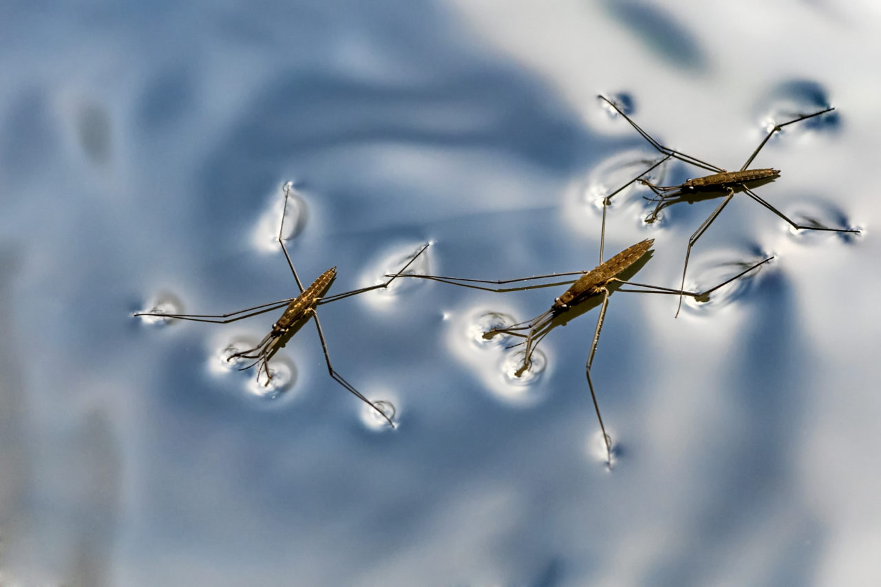 3-ways-to-measure-surface-tension