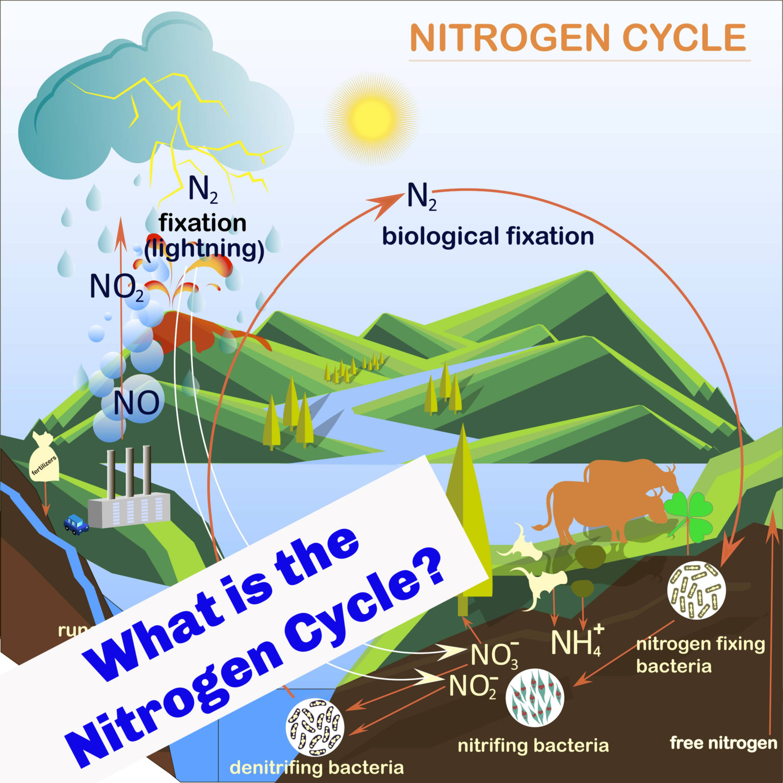 what-is-the-nitrogen-cycle-science-for-kids