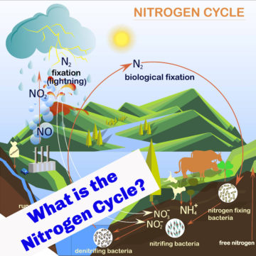 What is the Nitrogen Cycle? - Science for Kids