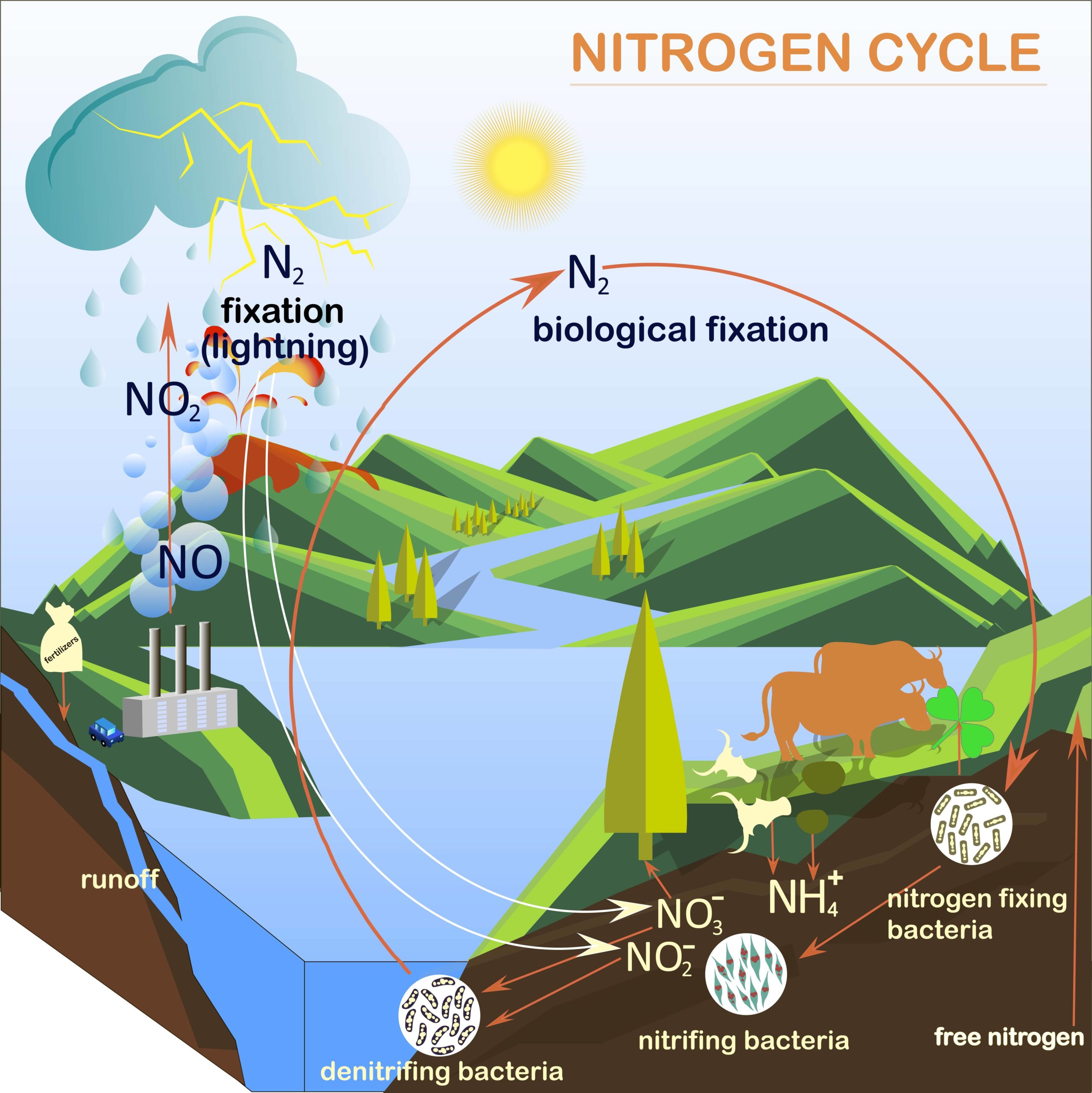 What Is The Nitrogen Cycle Science For Kids