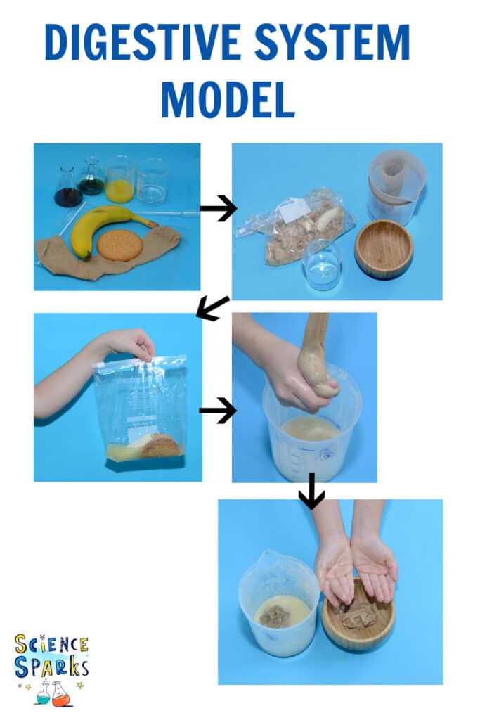 Digestive system model made with tights, banana and a biscuit. Models the human digestive system in a fun hands-on way.