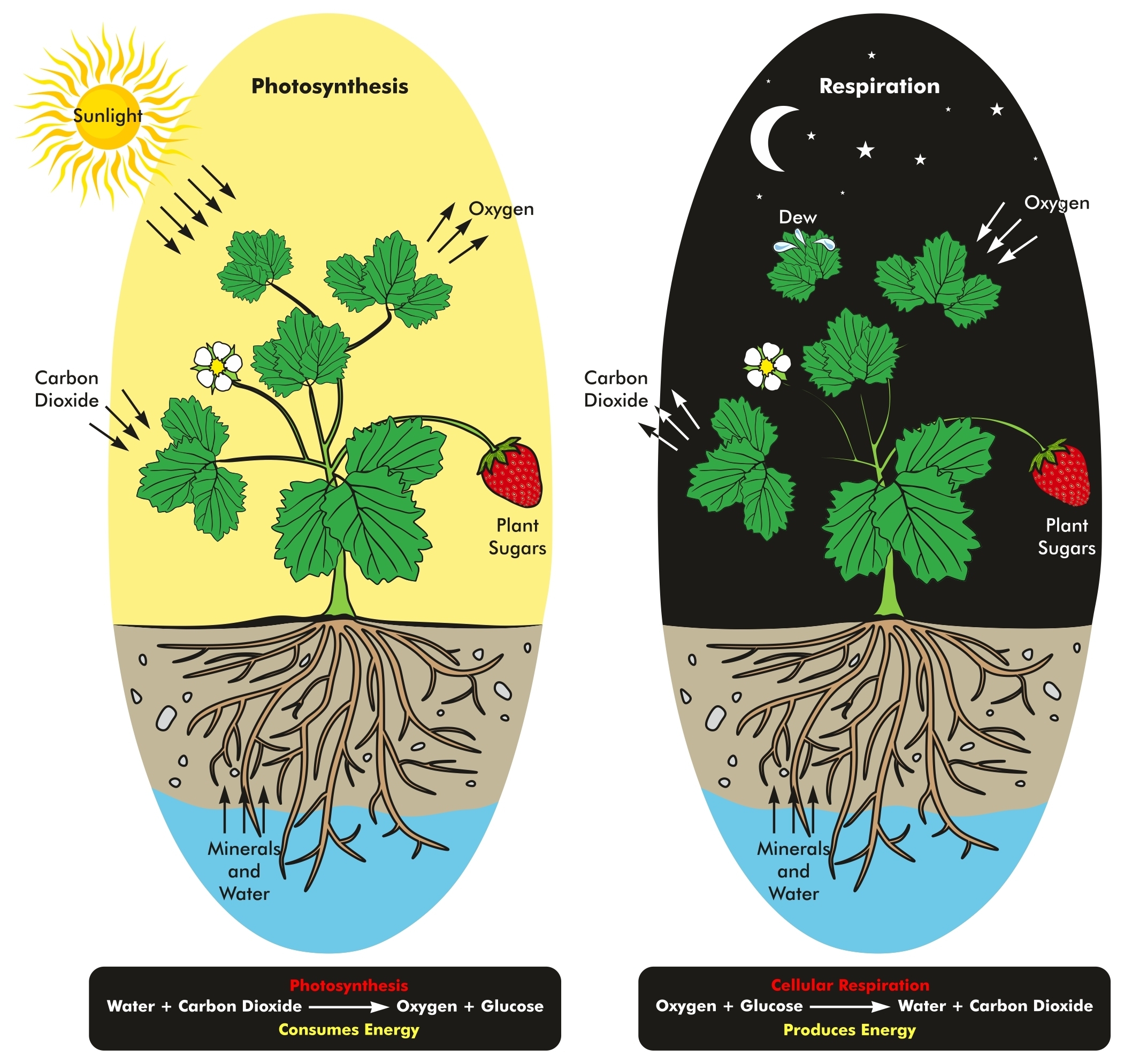 cellular respiration in plants