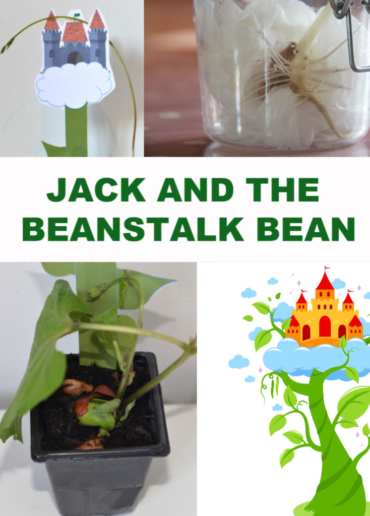jack and the beanstalk bean
