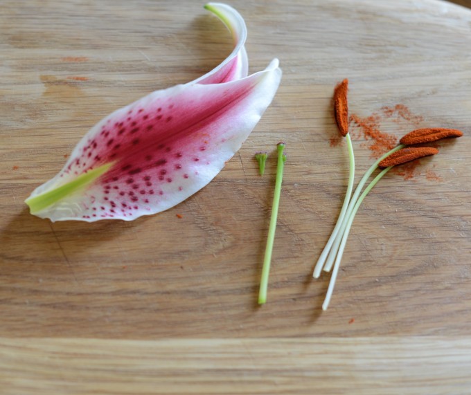 Dissected lily to show the ovule and ovary - plant science for kids