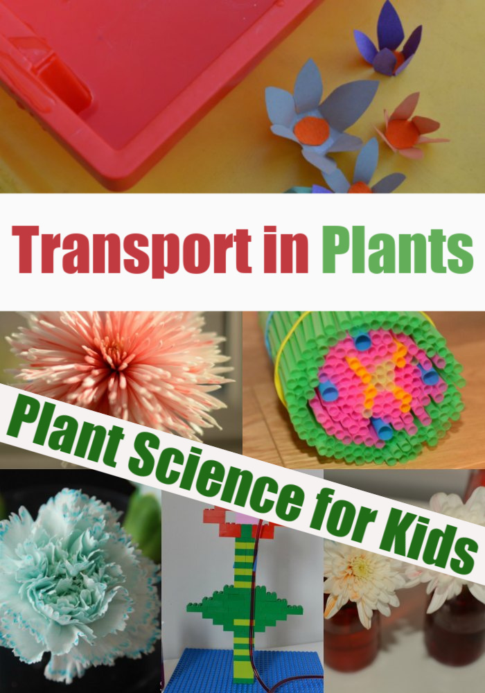 transport system in plants experiment