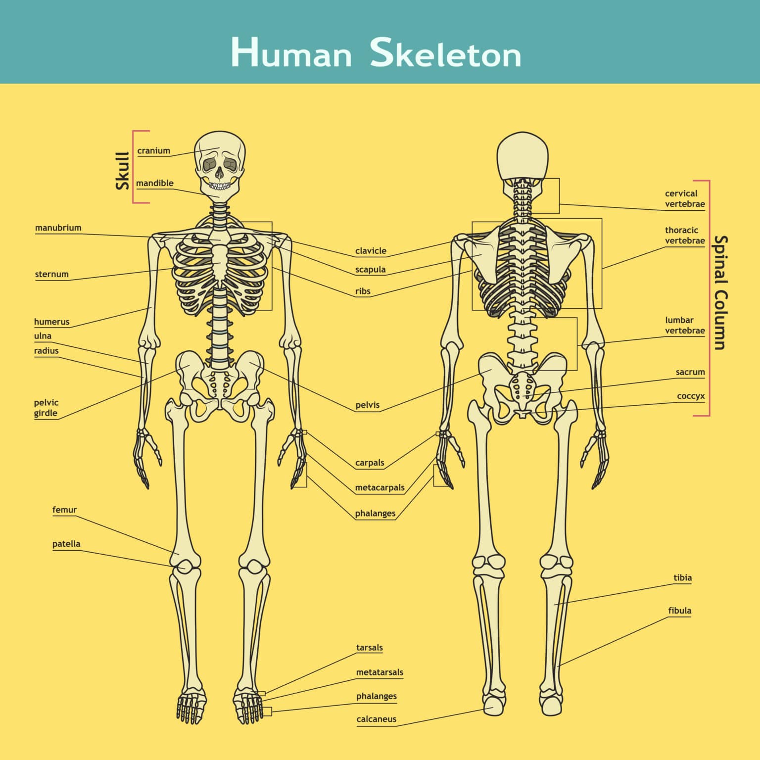 Скелет человека спереди и сзади