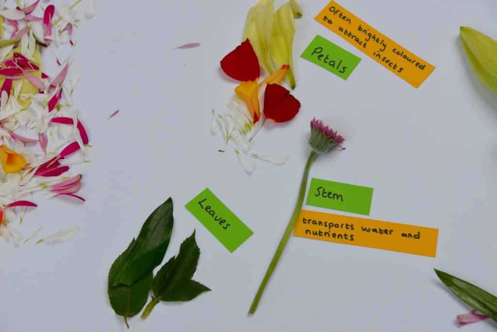 labeled flower diagram made with a dissected flower