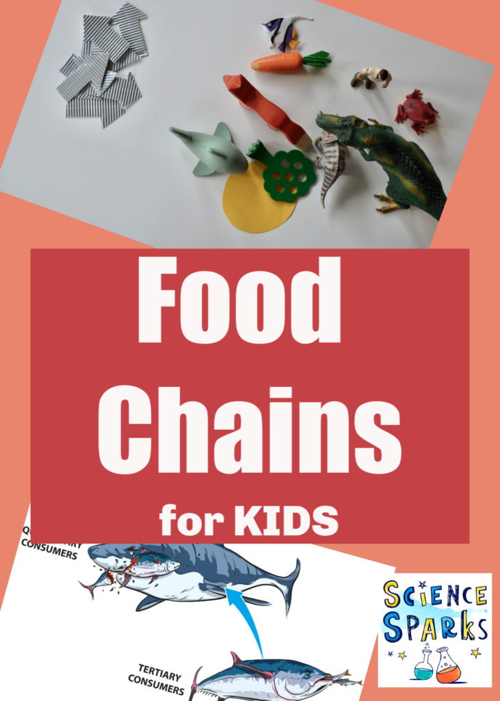 human food chain examples for kids