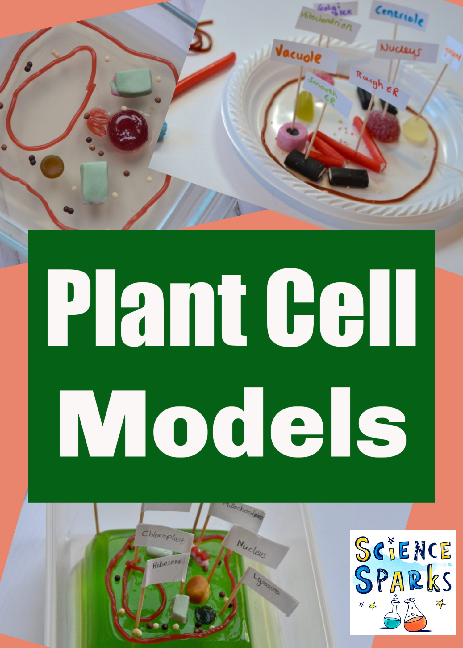 plant cell experiment