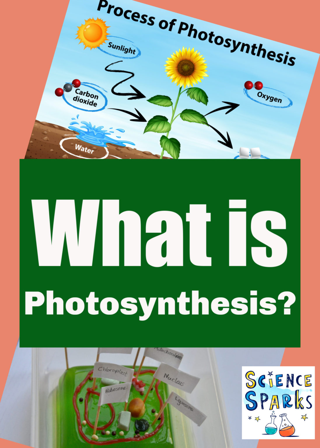 what-is-photosynthesis-science-questions