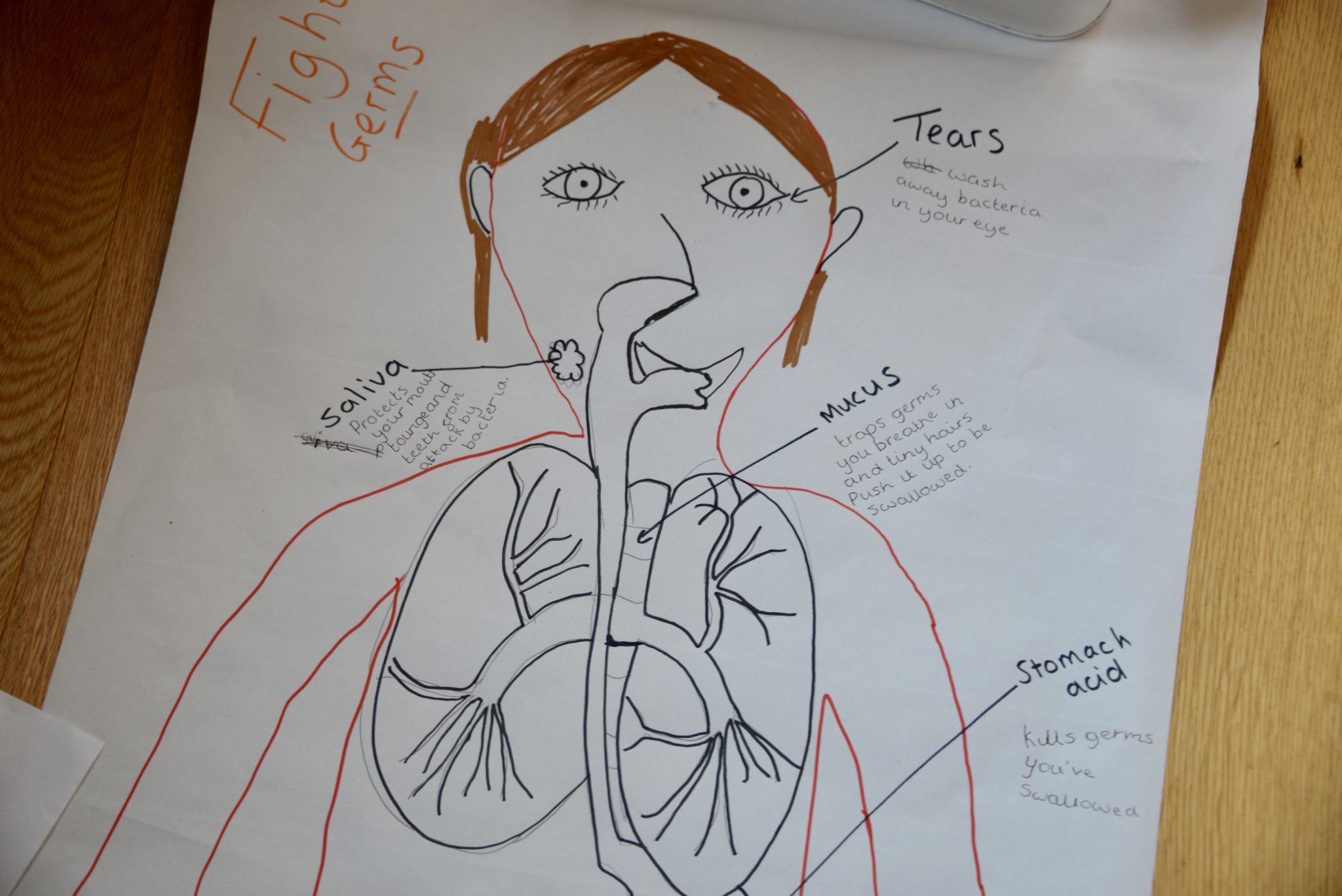  Draw  Your Body  Human Body  Science for Kids