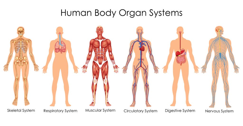 human organ systems for kids