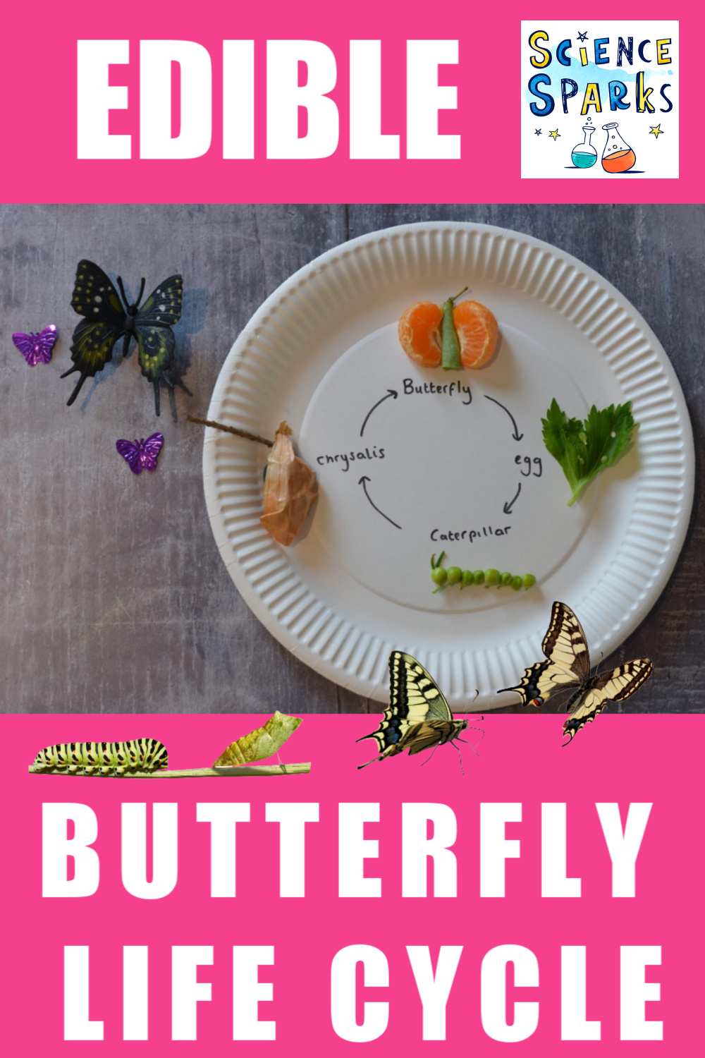 Edible Butterfly Life Cycle - Life Cycles - Science Sparks