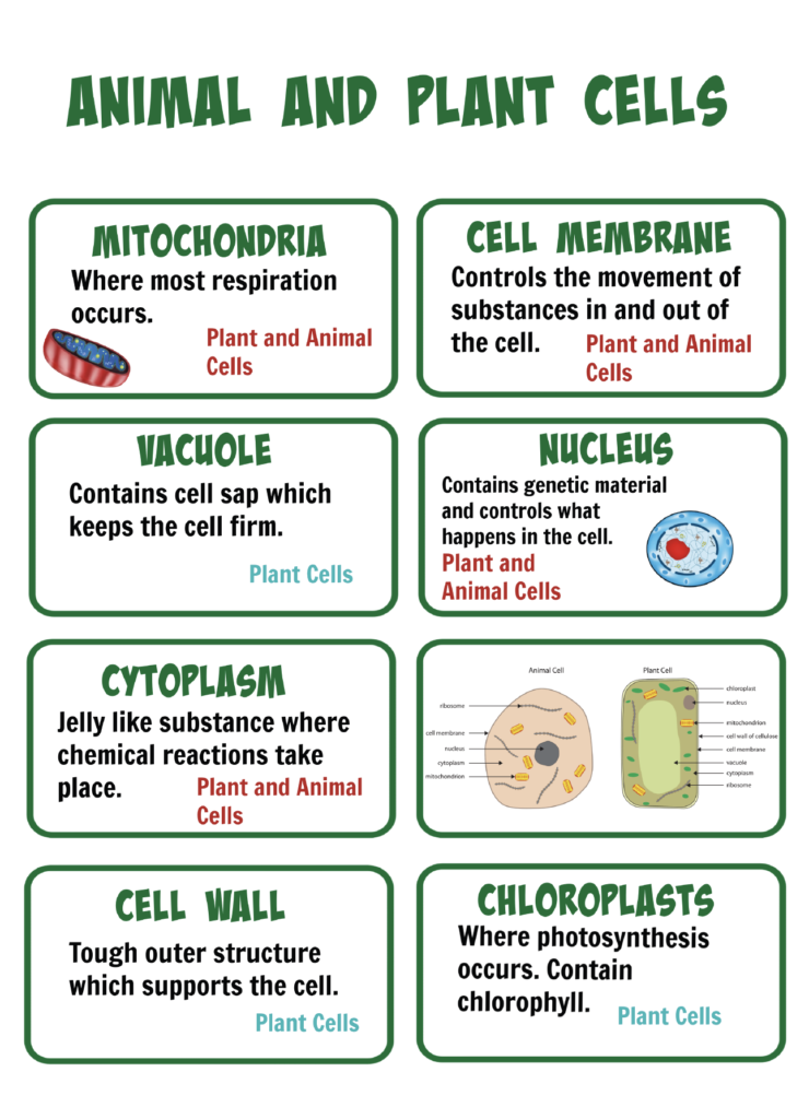 plant and animal cell revision cards showing the main organelles and where they are found.