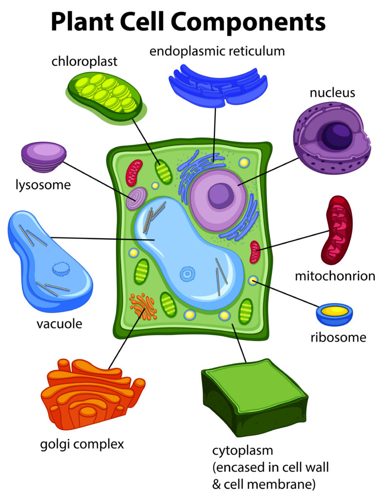Lysosomes structure and function