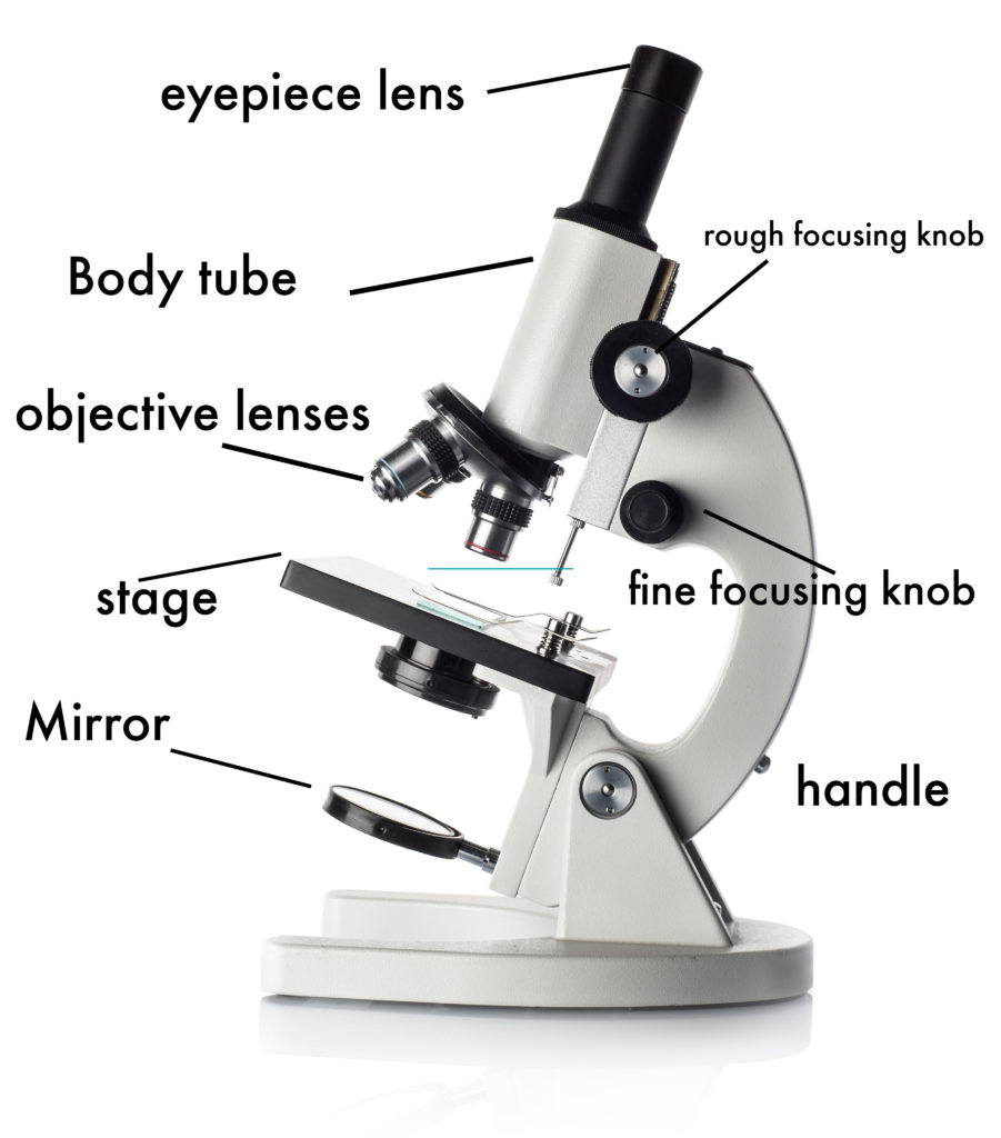 The Wonders Of Microscopes What You Need To Know Creyentes Diverses News