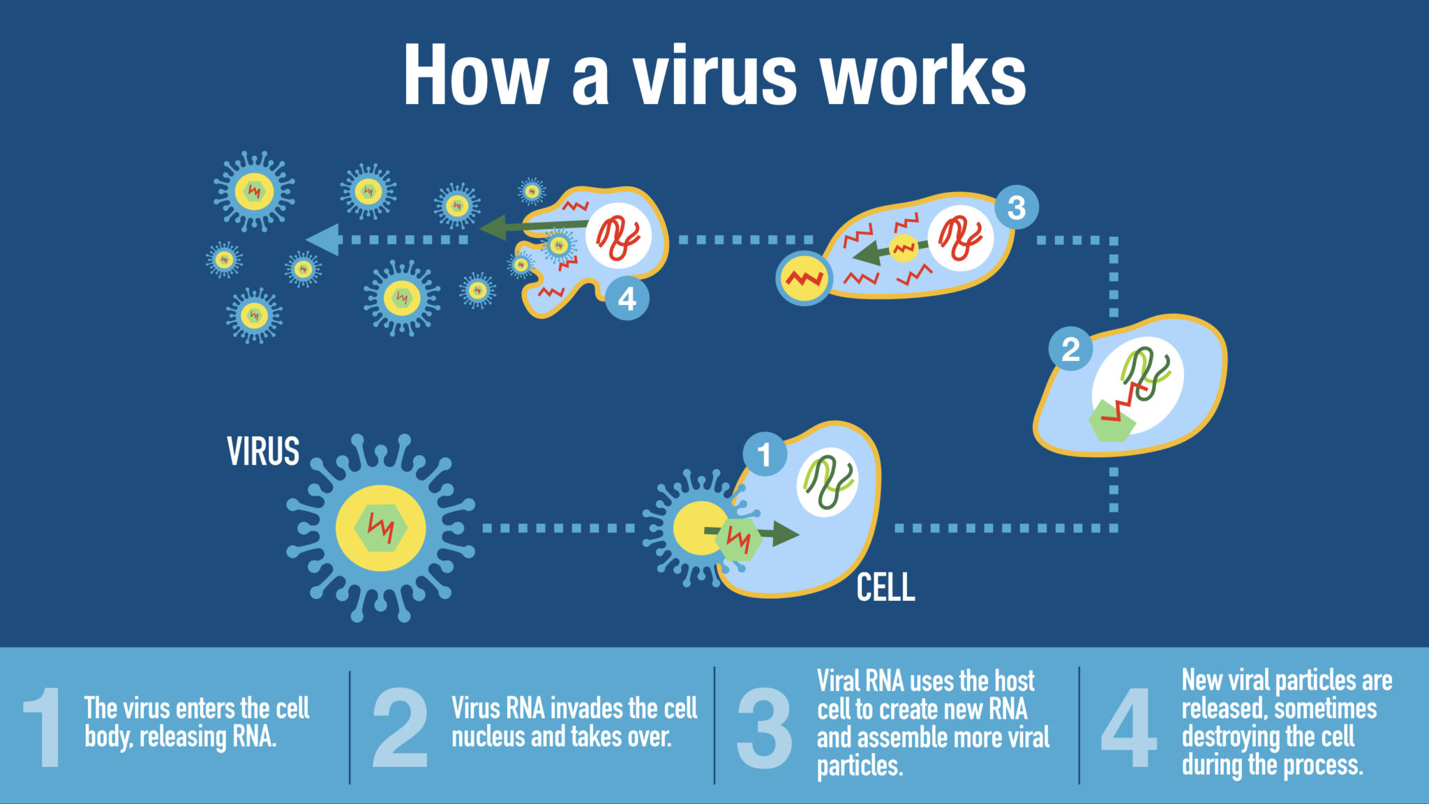 Lesson 4 - Introduction To Viruses