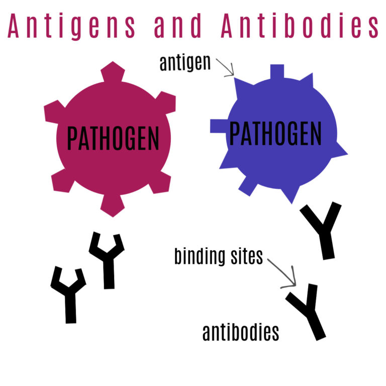 Natural And Artificial Immunity - Immunology For Kids