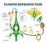 3D Flower Model - Plant Science