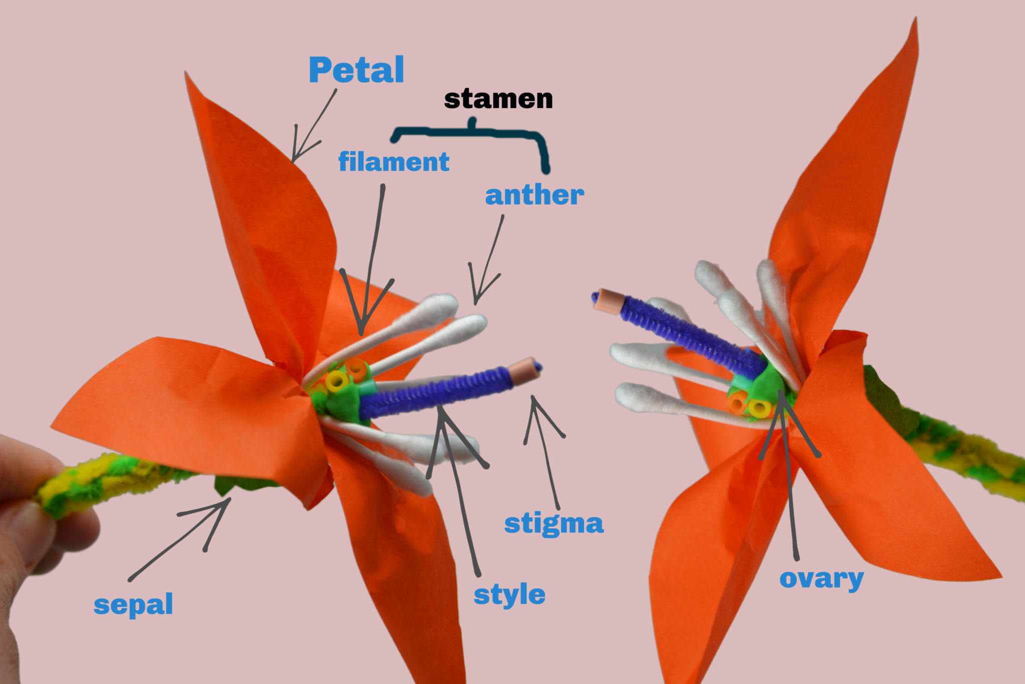 3D Flower Model - Plant Science