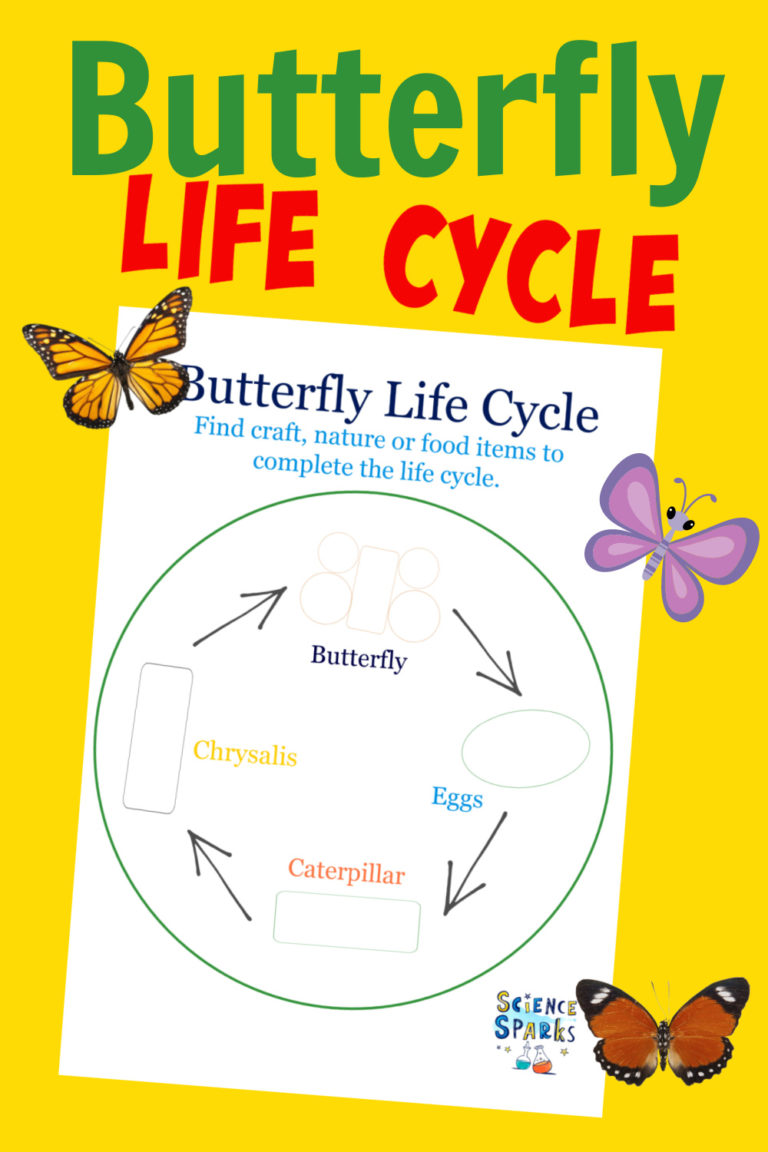 Edible Butterfly Life Cycle - Life Cycles - Science Sparks