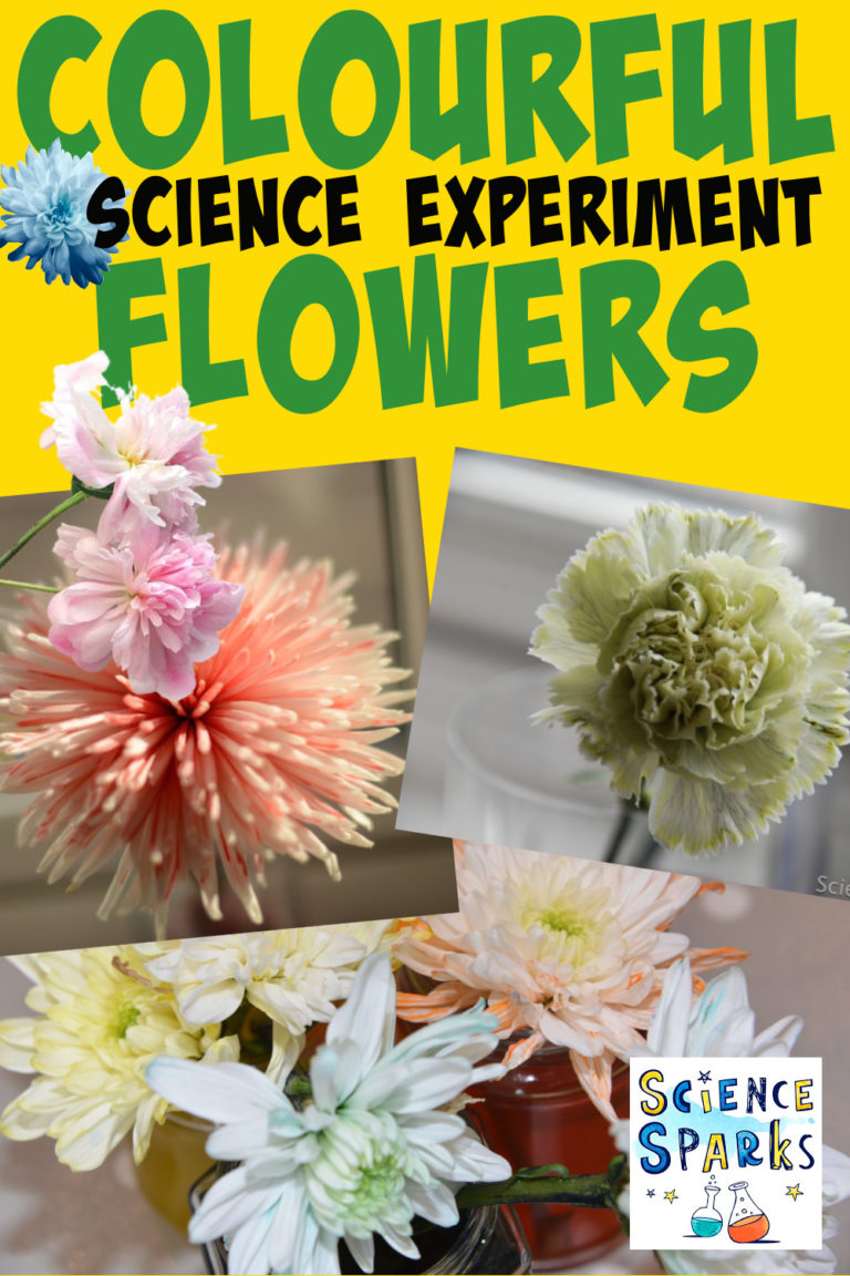 Transpiration Experiment - Colour Changing Flowers