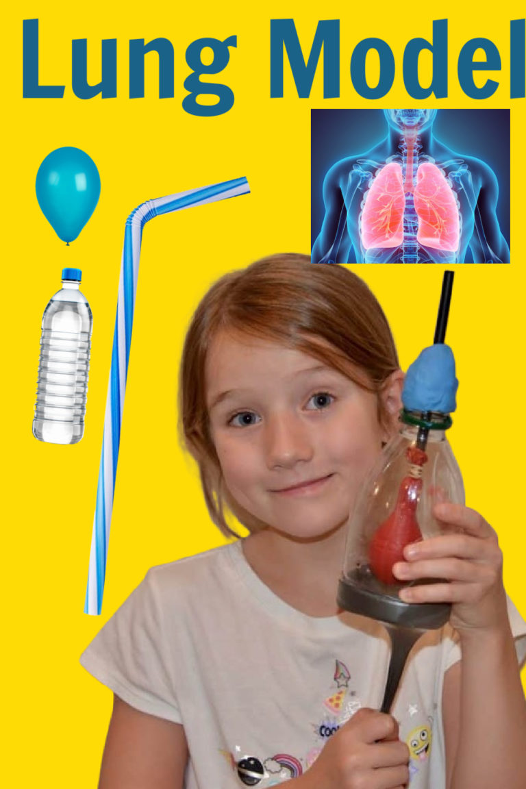 Model Lung - Find Out How Lungs Work - Science Experiments for Kids