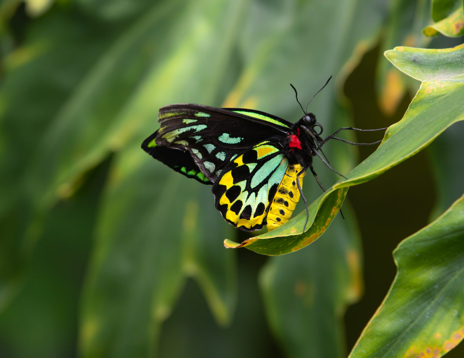 Queen Alexandra's Birdwing