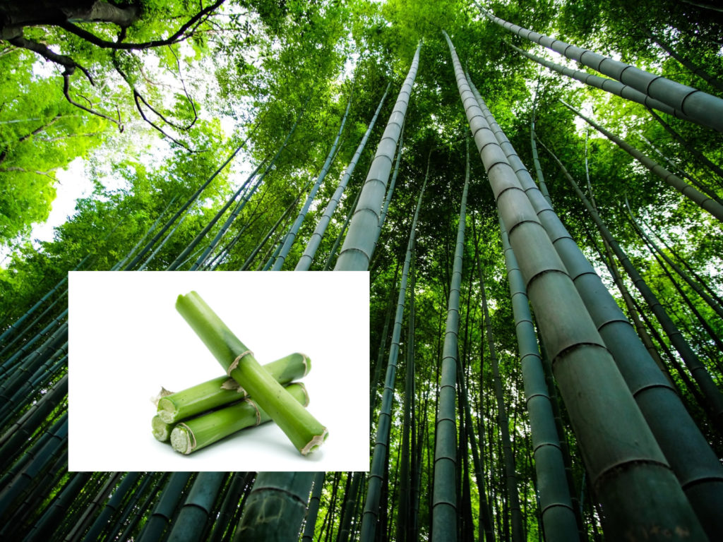 Bamboo Forest 1024x768 