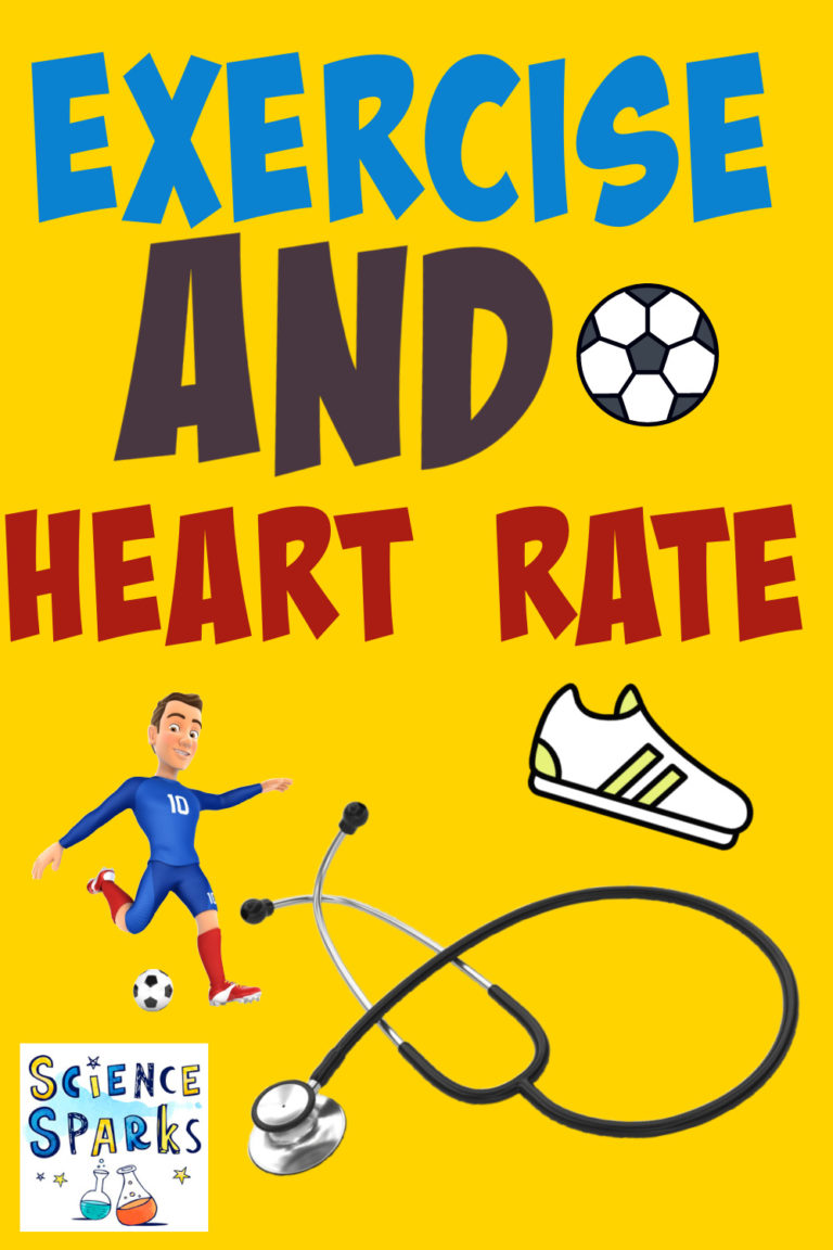 How Does Exercise Affect Heart Rate Ks2