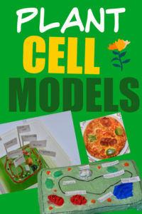 Cell biology for kids - Plant cell model - Science Experiments for Kids