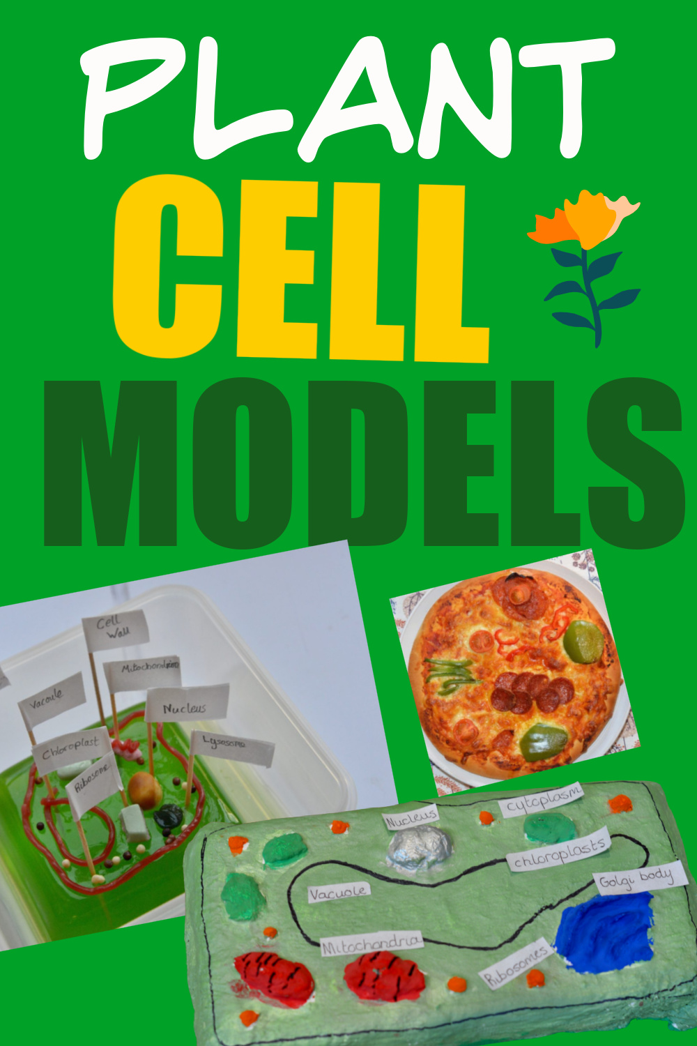 plant cell experiment