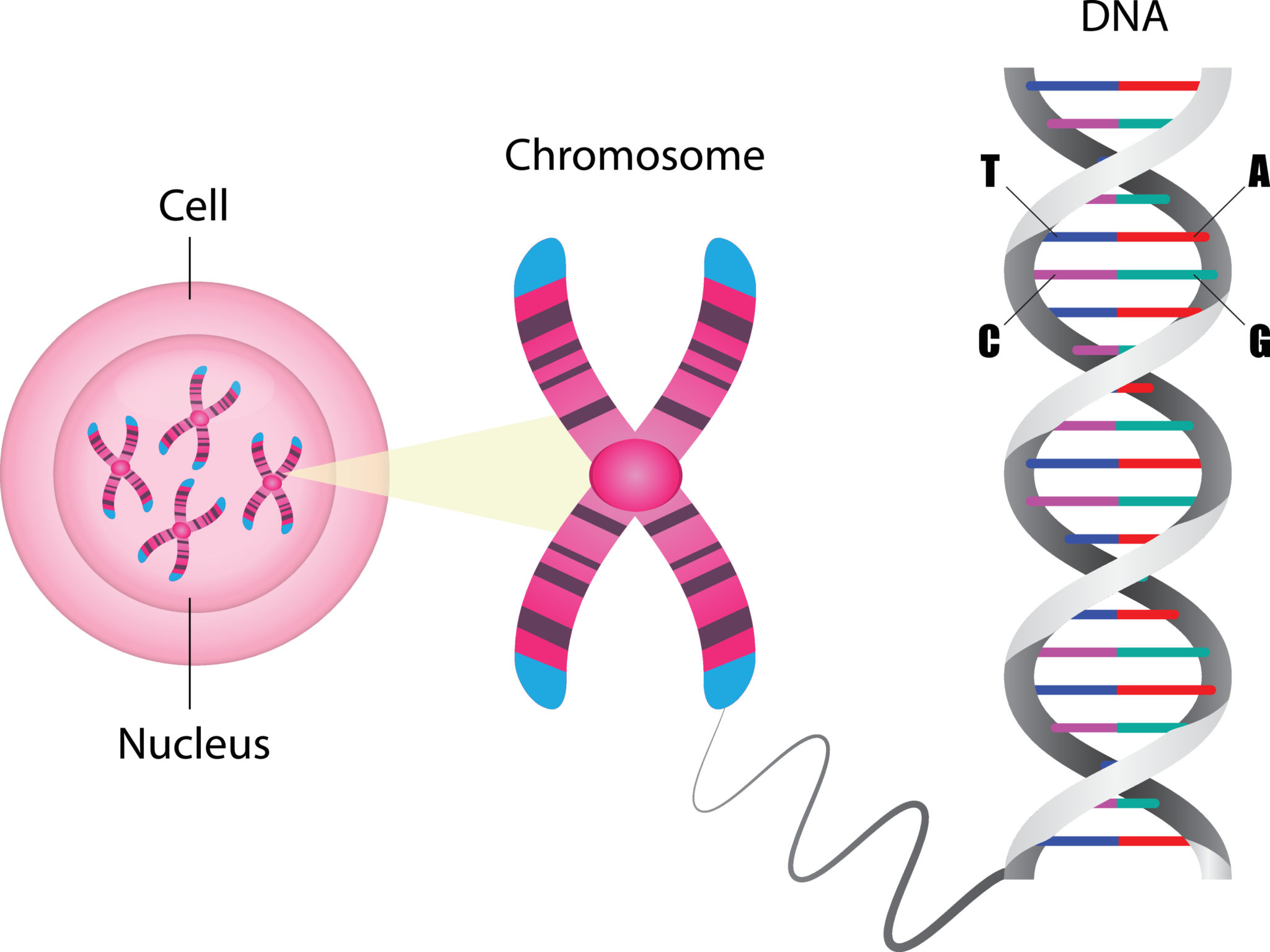 ДНК ген аллель